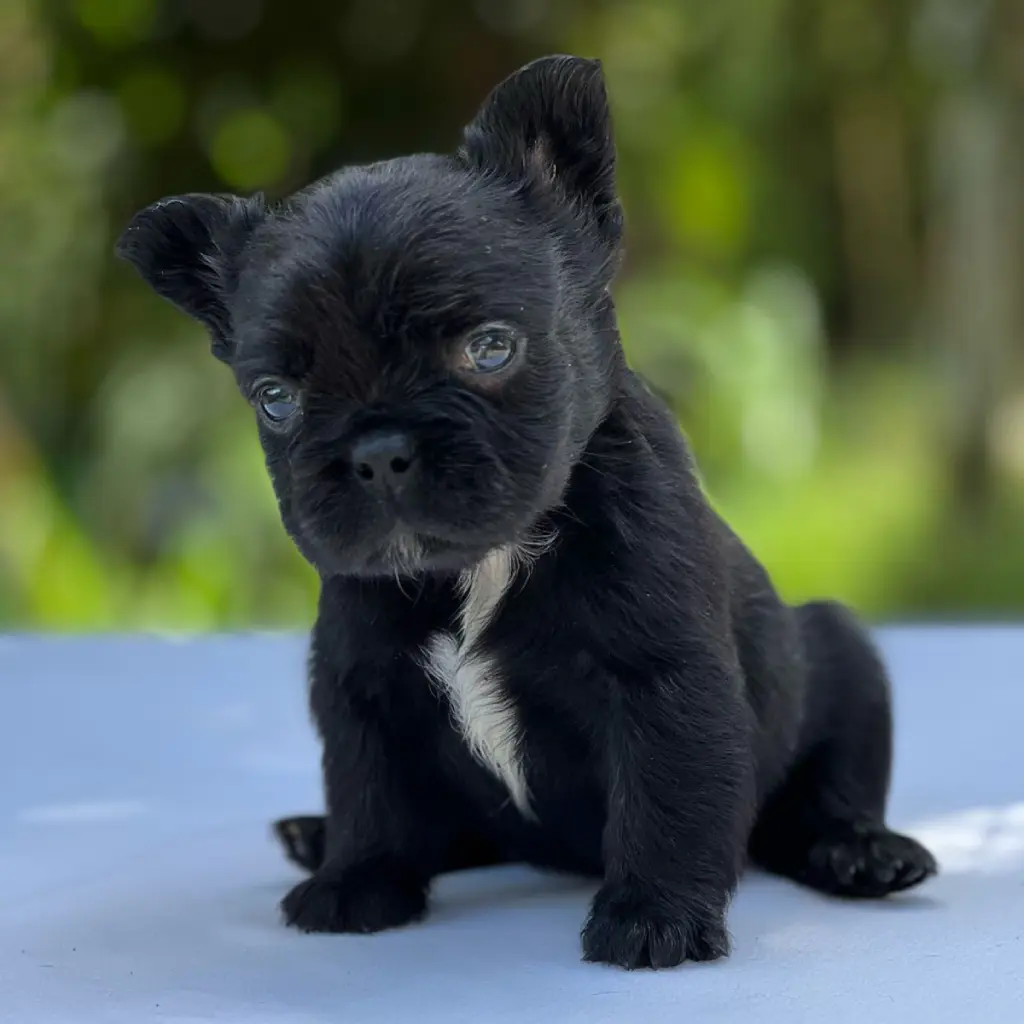 bulldog frances fluffy black